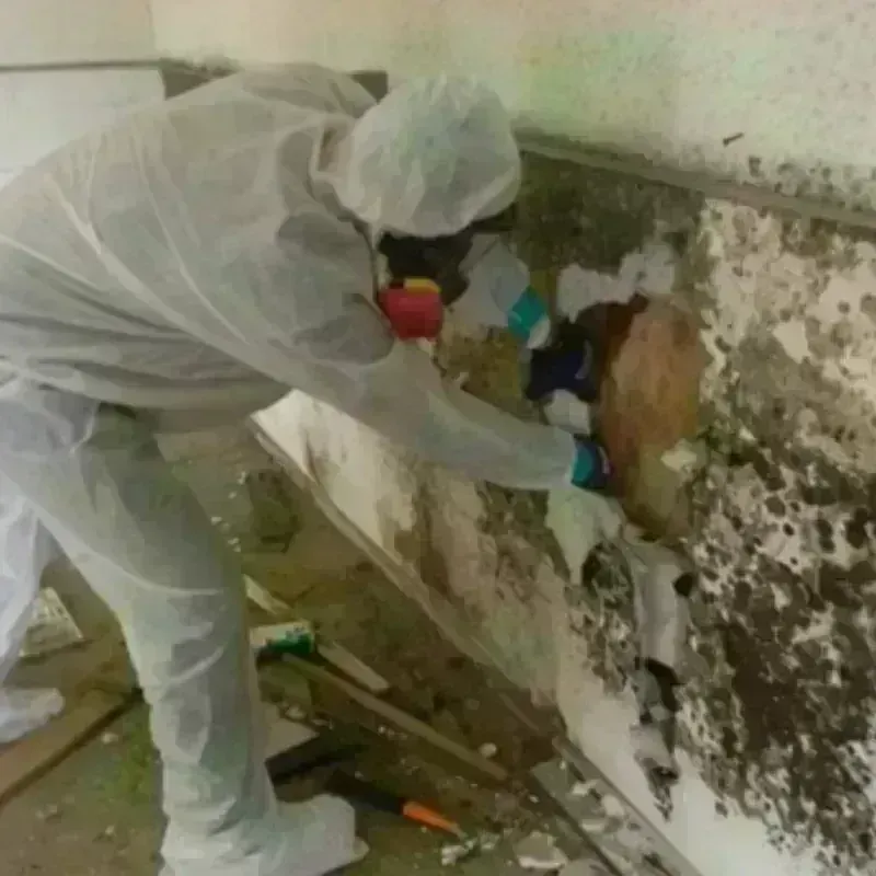 Mold Remediation and Removal in Shanor-Northvue, PA